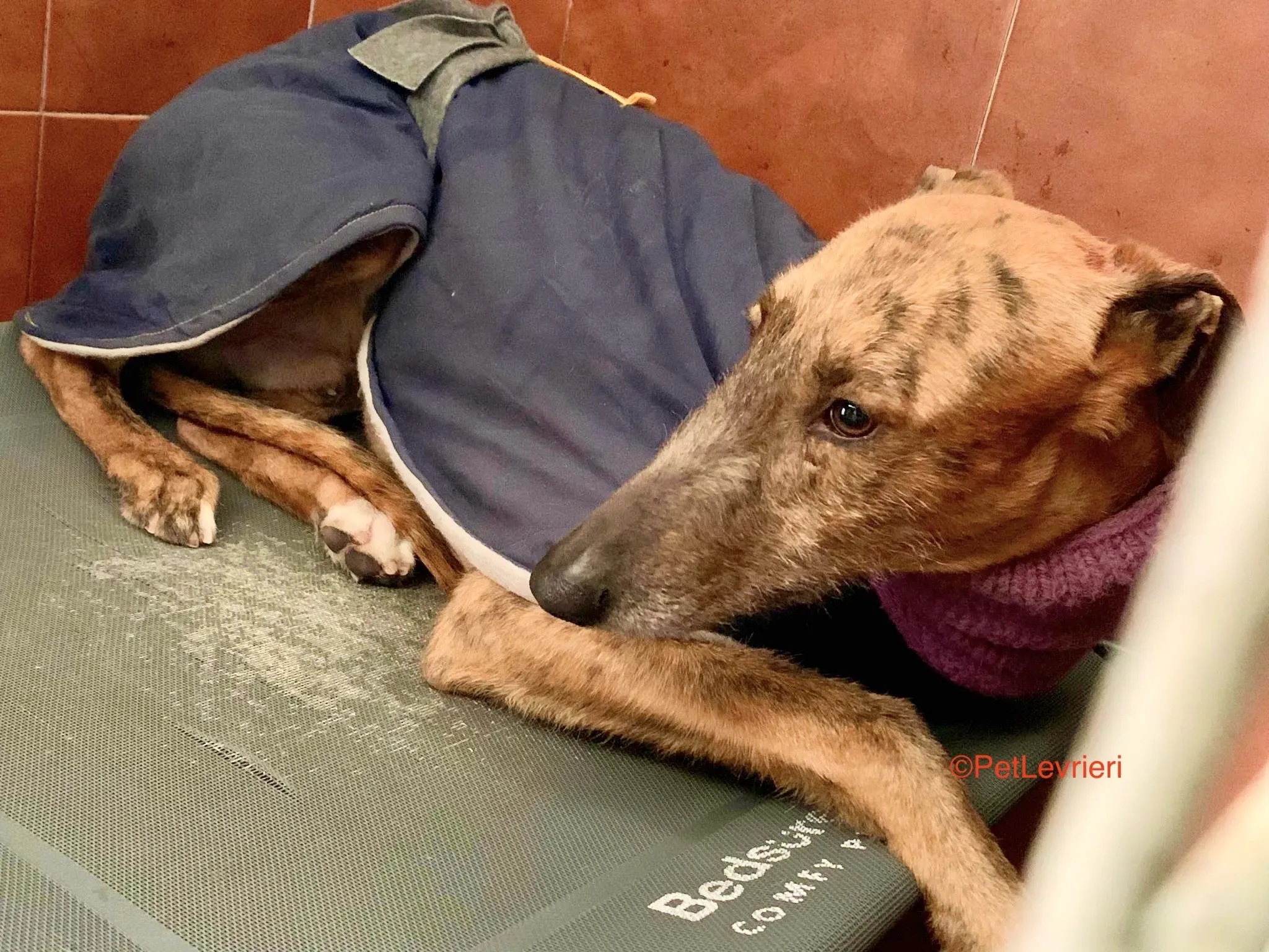 Alì adozione levrieri galgo 6