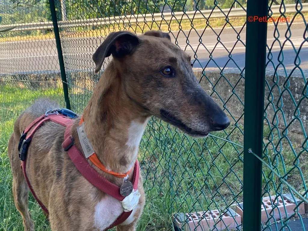 Alì adozione levrieri galgo 6