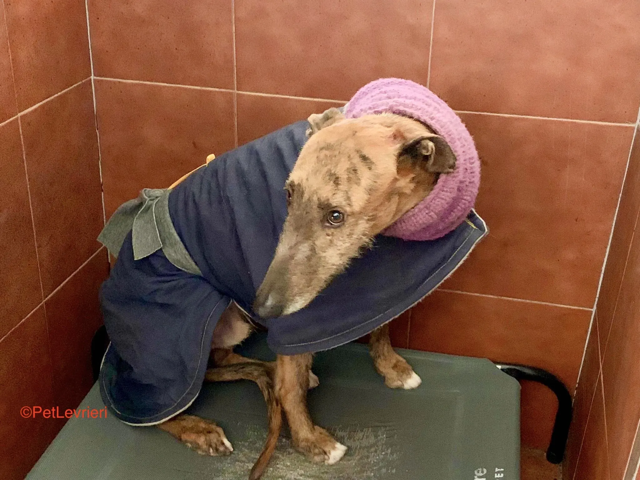 Alì adozione levrieri galgo 7