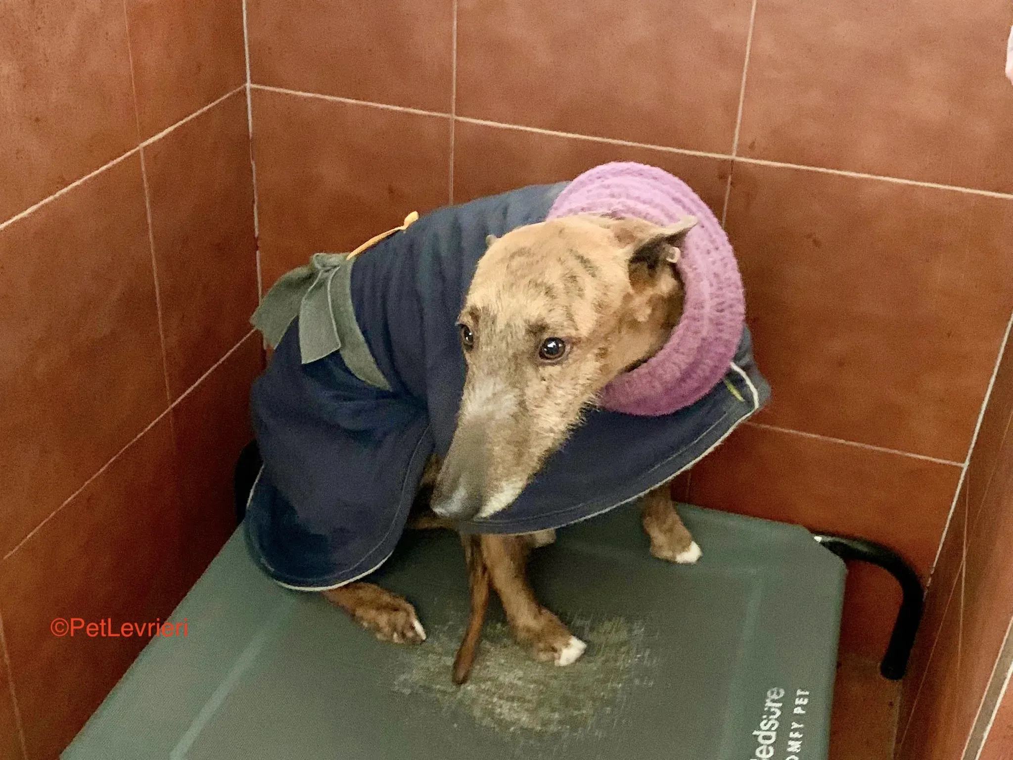 Alì adozione levrieri galgo 8