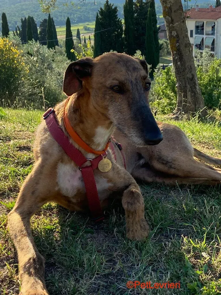 Alì adozione levrieri galgo 2 1