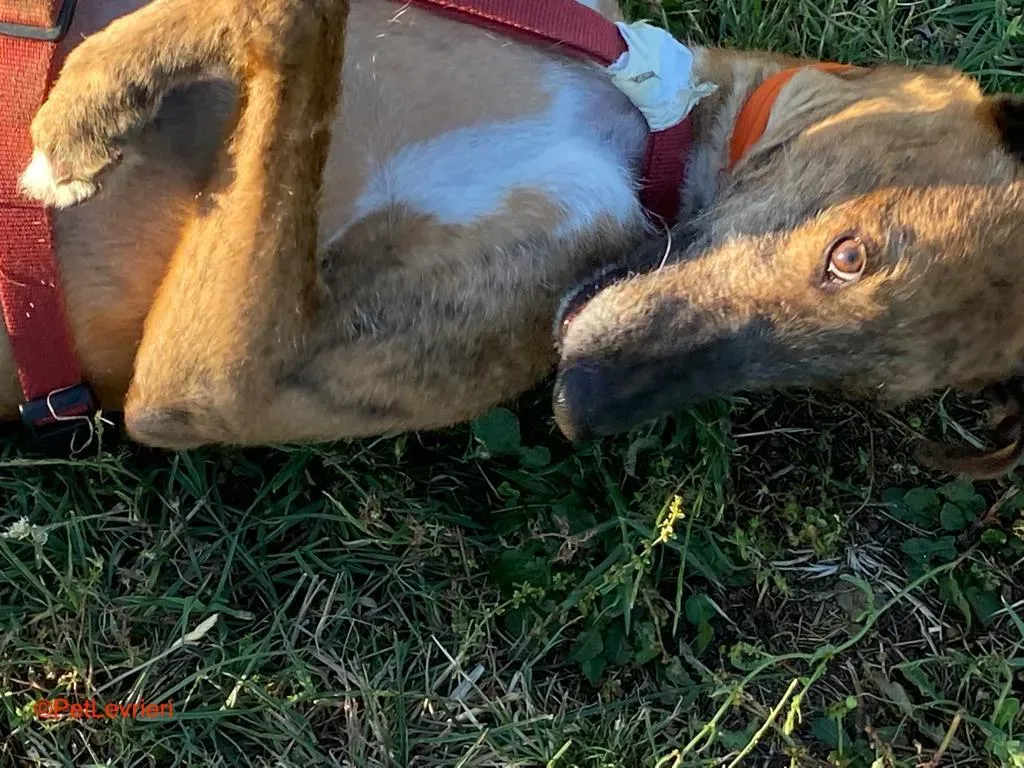 Alì adozione levrieri galgo 2 1