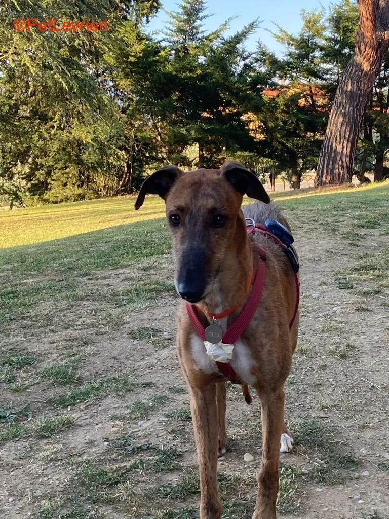 Alì adozione levrieri galgo 3 1