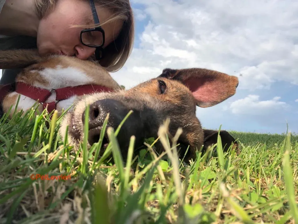 Alì adozione levrieri galgo 3