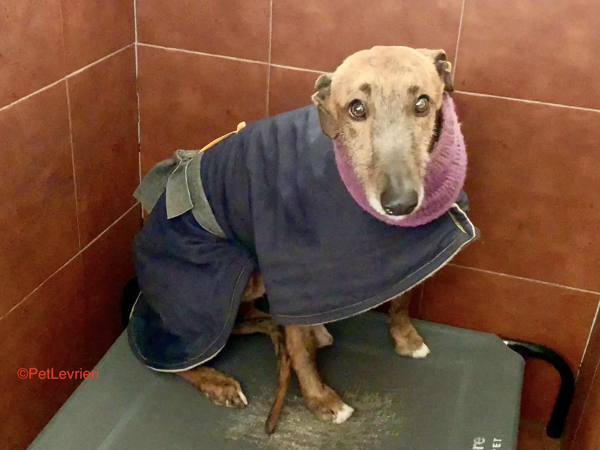 Alì adozione levrieri galgo 4