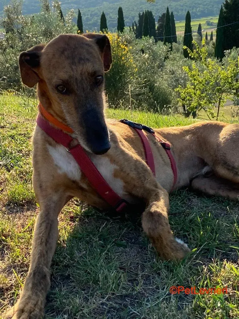 Alì adozione.levrieri galgo 1