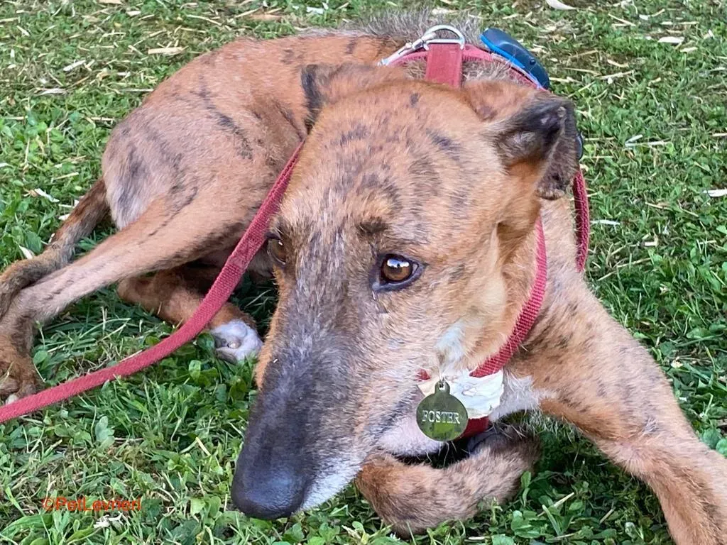 Alìadozione levrieri galgo 7