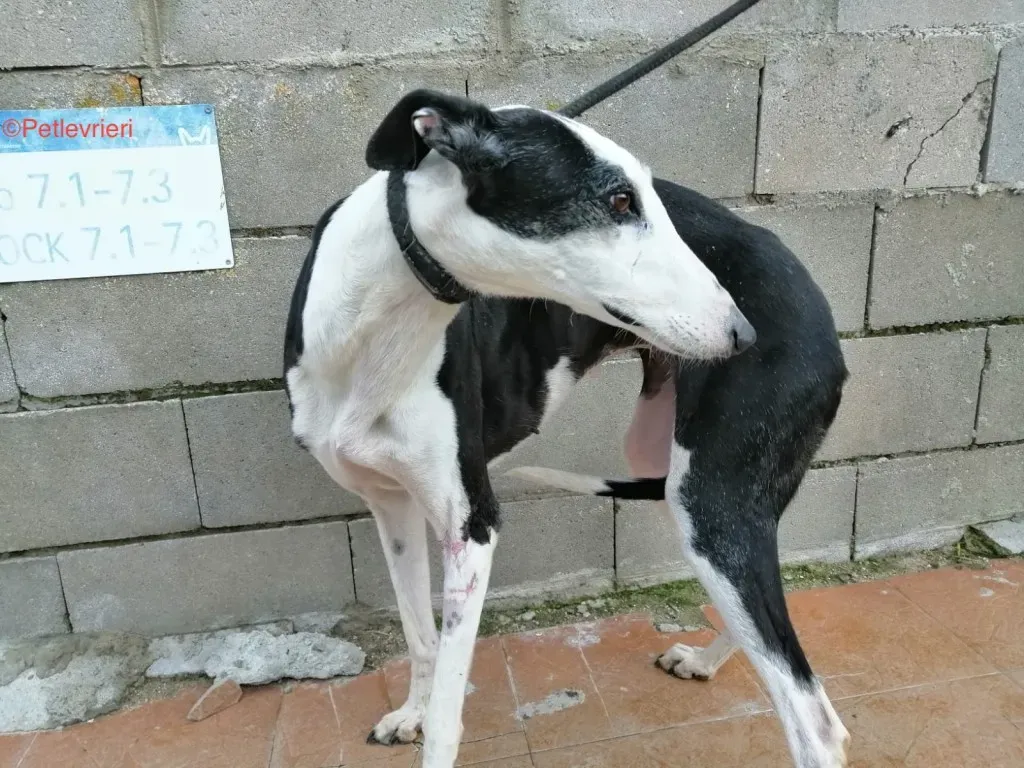Altea .adozione levrieri galgo 2