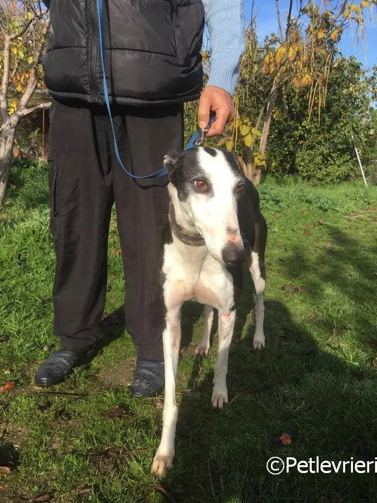 Altea adozione levrieri galgo 01 risultato