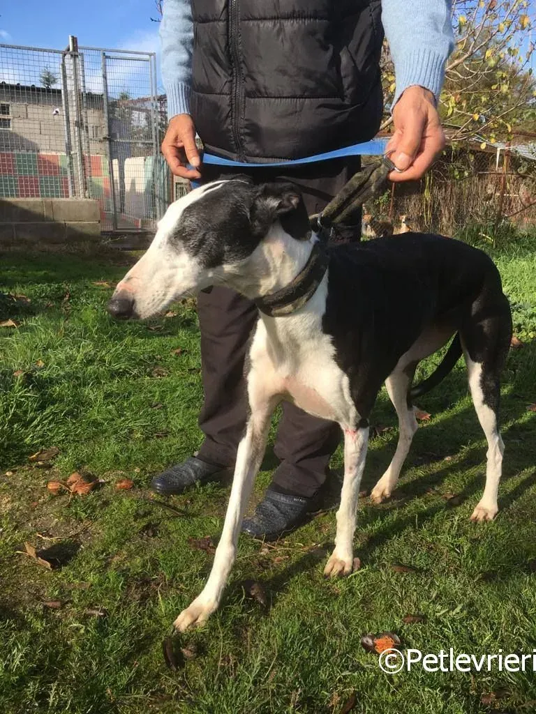 Altea adozione levrieri galgo 02 risultato