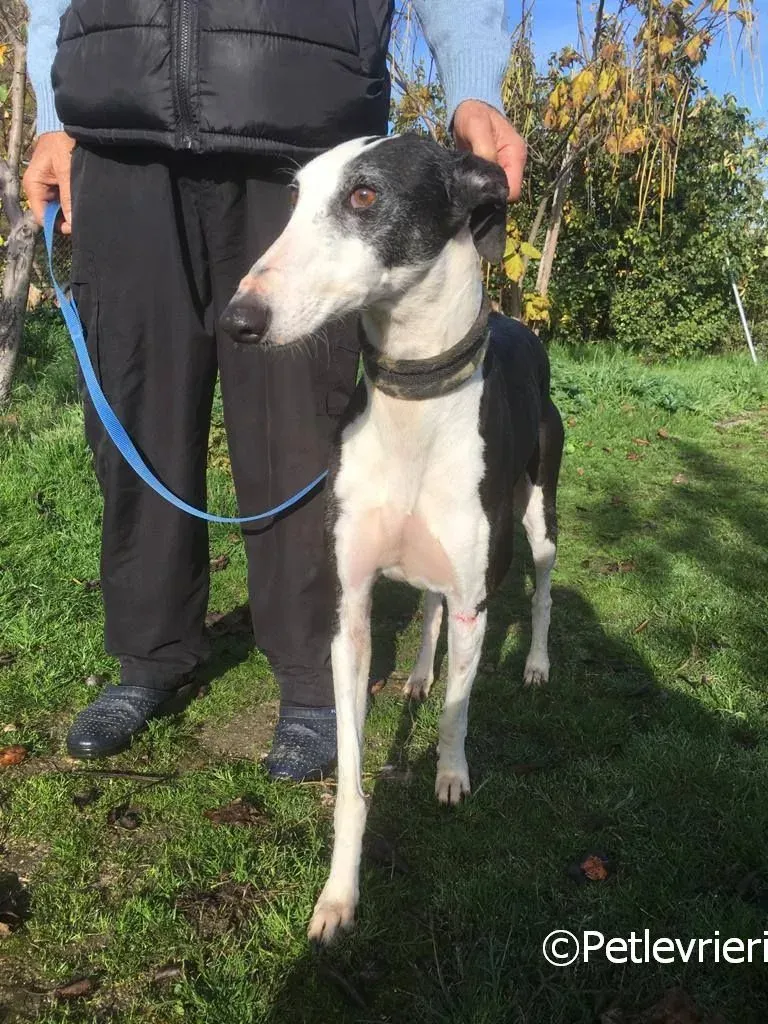 Altea adozione levrieri galgo 03 risultato