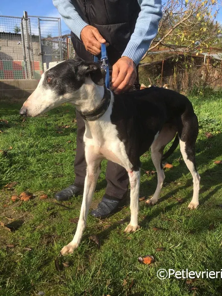 Altea adozione levrieri galgo 04 risultato