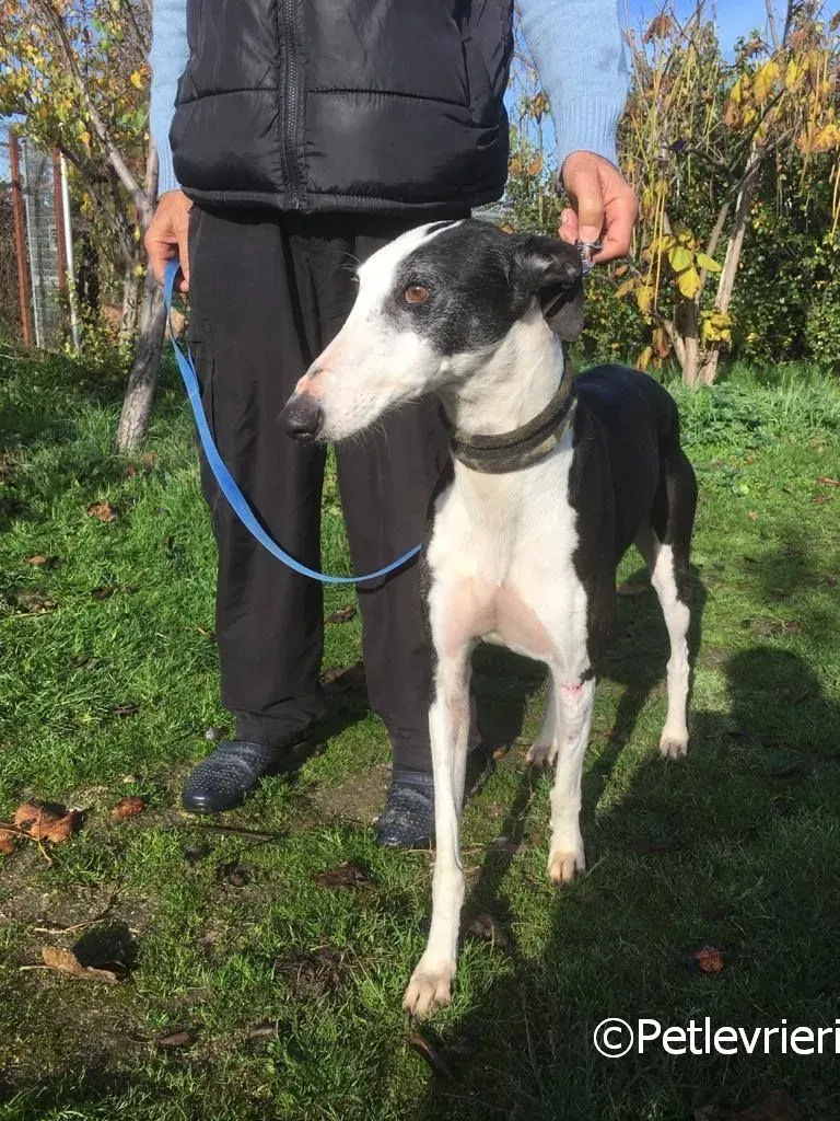 Altea adozione levrieri galgo 05 risultato