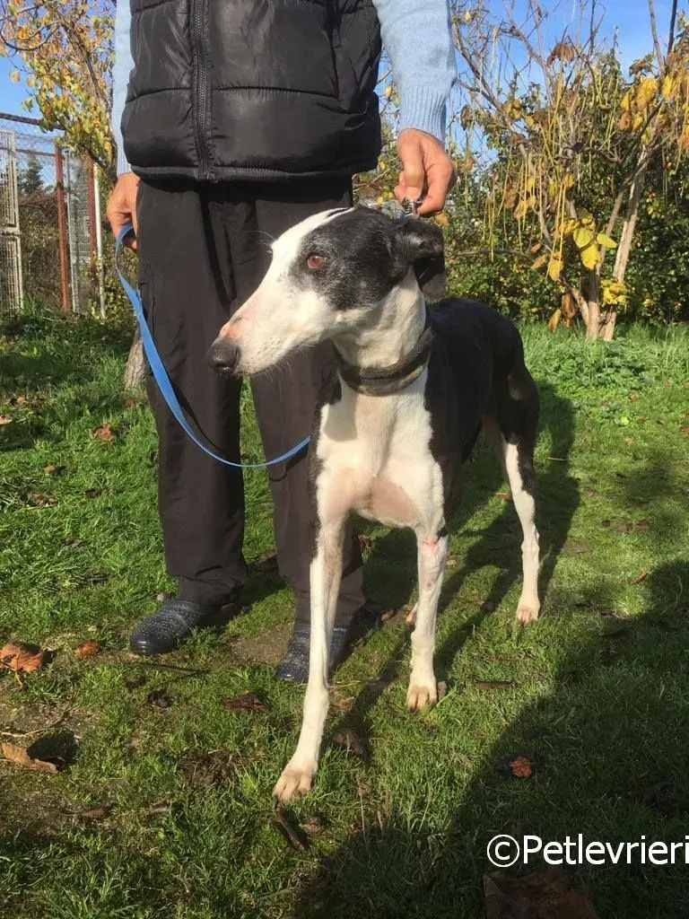 Altea adozione levrieri galgo 06 risultato