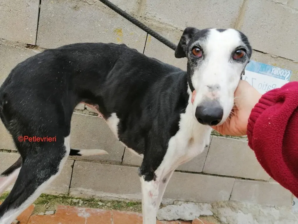 Altea adozione levrieri galgo 1jpg