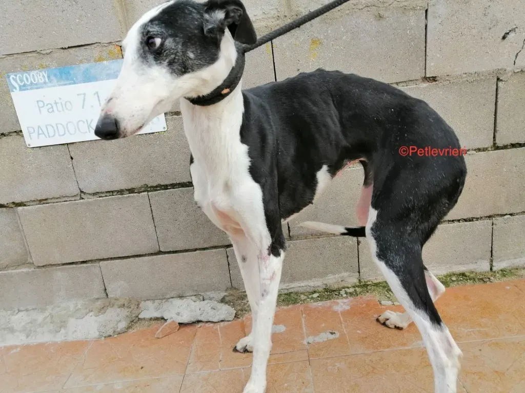 Altea adozione levrieri galgo 3jpg