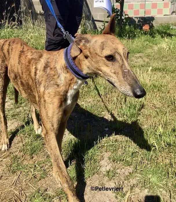 Alvaro adozione levrieri galgo 1 2