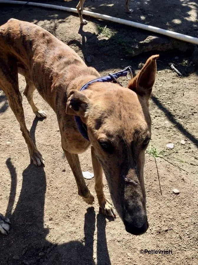 Alvaro adozione levrieri galgo 2