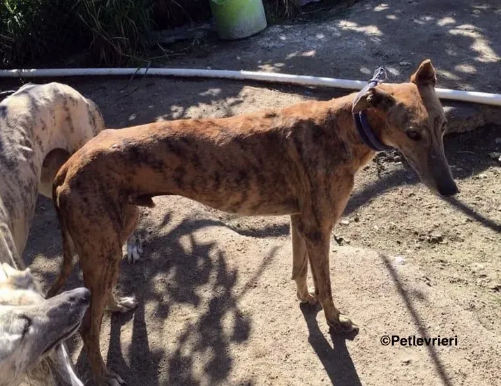 Alvaro adozione levrieri galgo 3