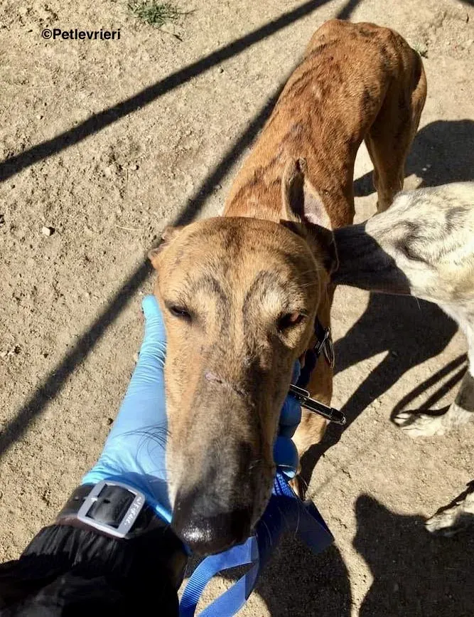 Alvaro adozione levrieri galgo 5