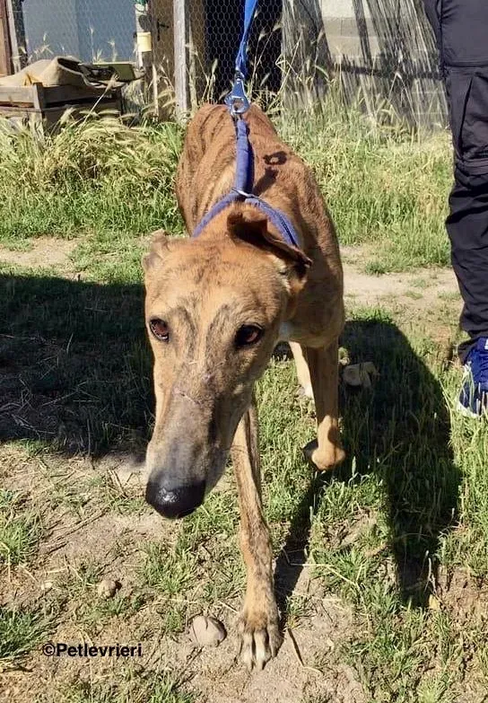 Alvaro adozione levrieri galgo 6