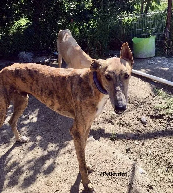 Alvaro adozione levrieri galgo 7 2