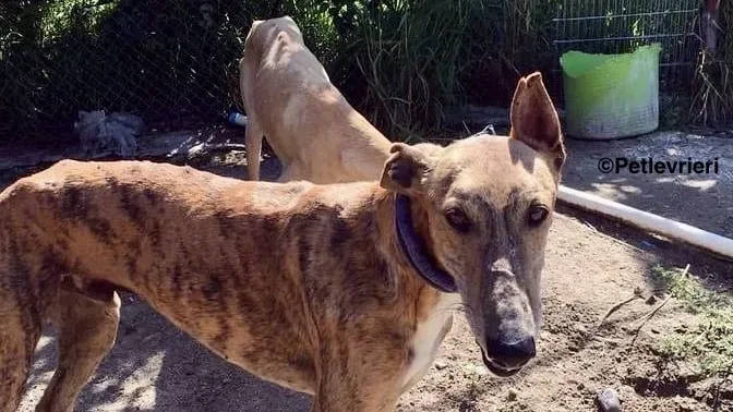 Alvaro adozione levrieri galgo 7