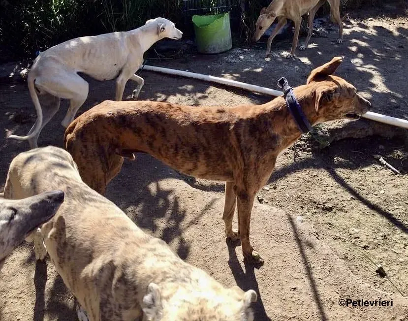 Alvaro adozione levrieri galgo 8