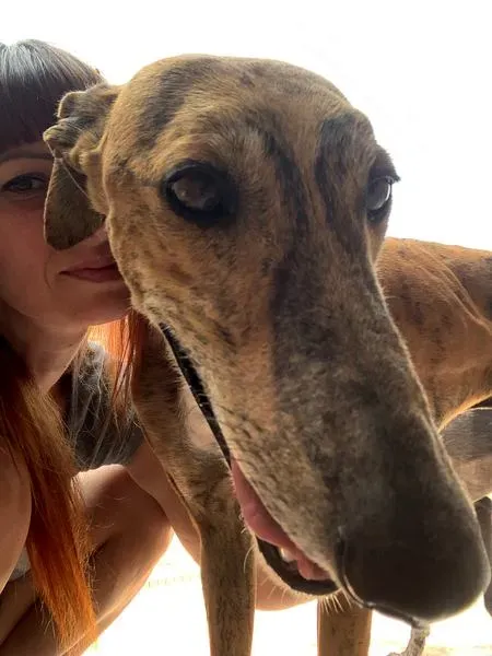 Alvaro adozione levrieri galgo 9