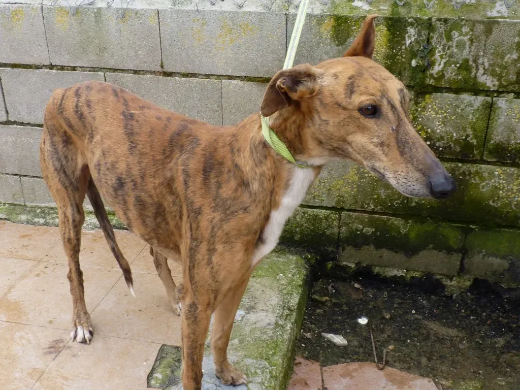 Alvaro galgo adozione pet levrieri onlus 1