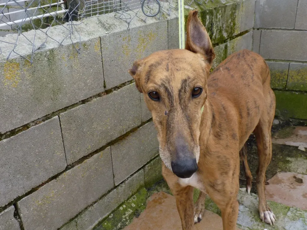 Alvaro galgo adozione pet levrieri onlus 2