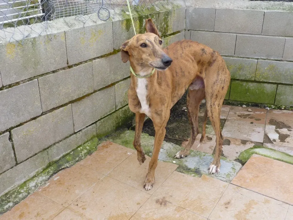 Alvaro galgo adozione pet levrieri onlus 3