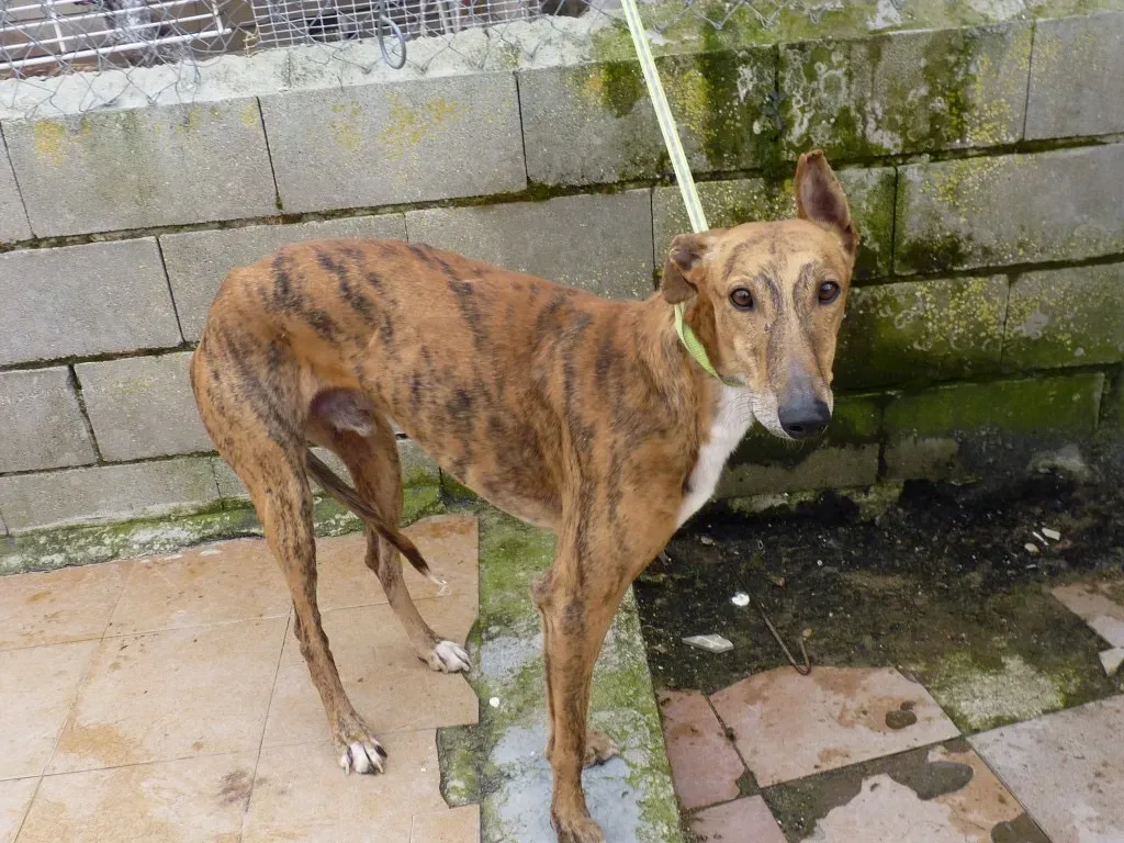 Alvaro galgo adozione pet levrieri onlus