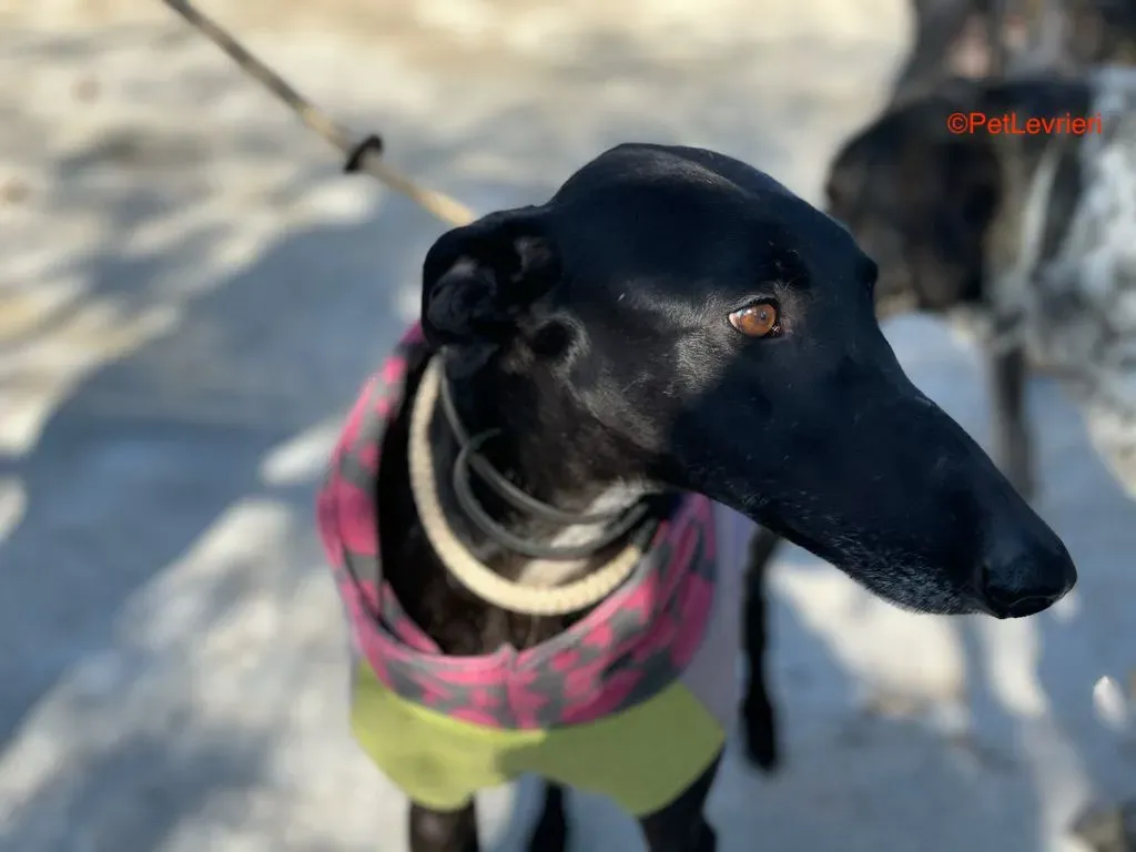 Alvin adozione levrieri galgo 1 1