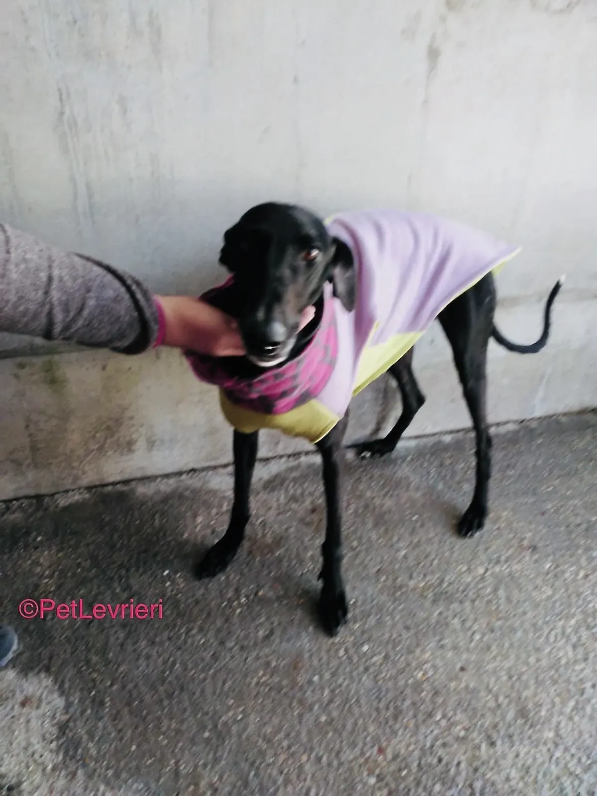 Alvin adozione levrieri galgo 1