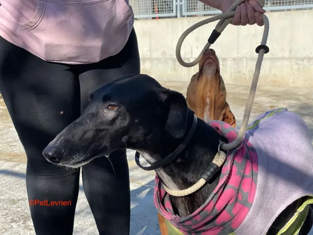 Alvin adozione levrieri galgo 2 1