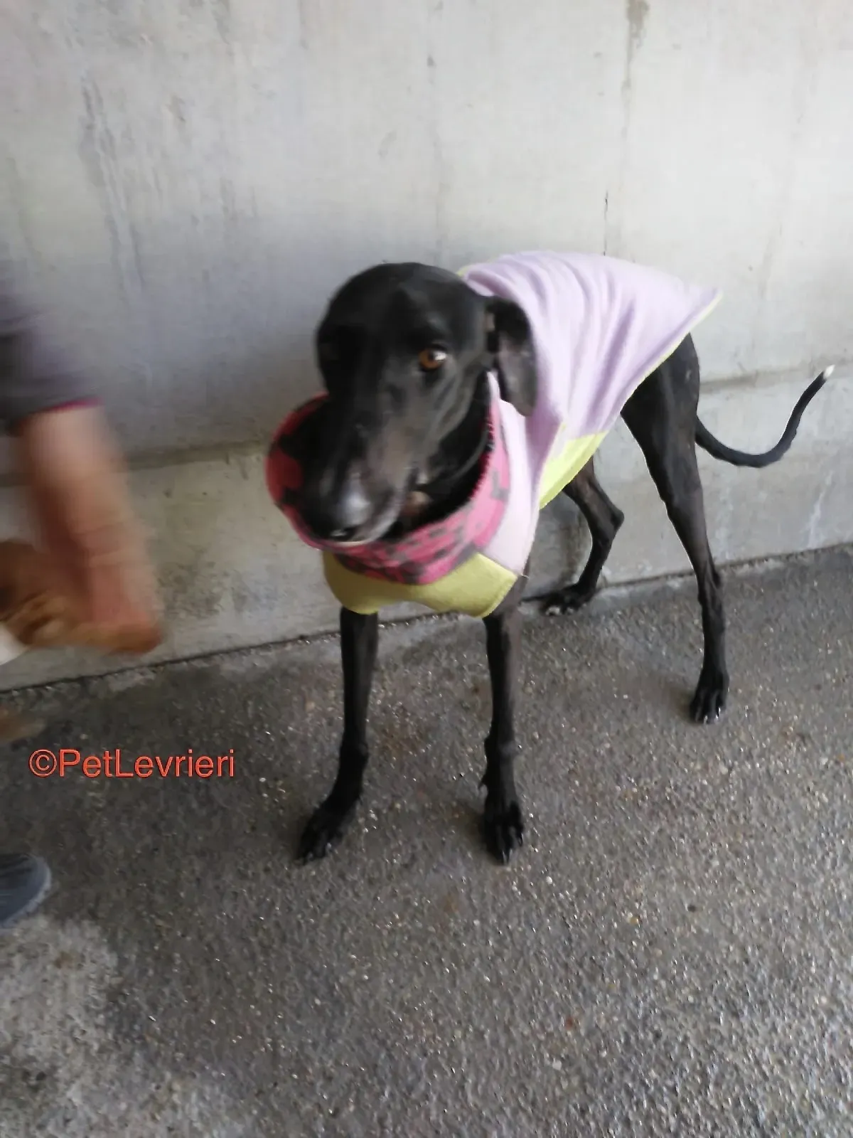 Alvin adozione levrieri galgo 2