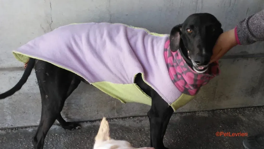 Alvin adozione levrieri galgo 3