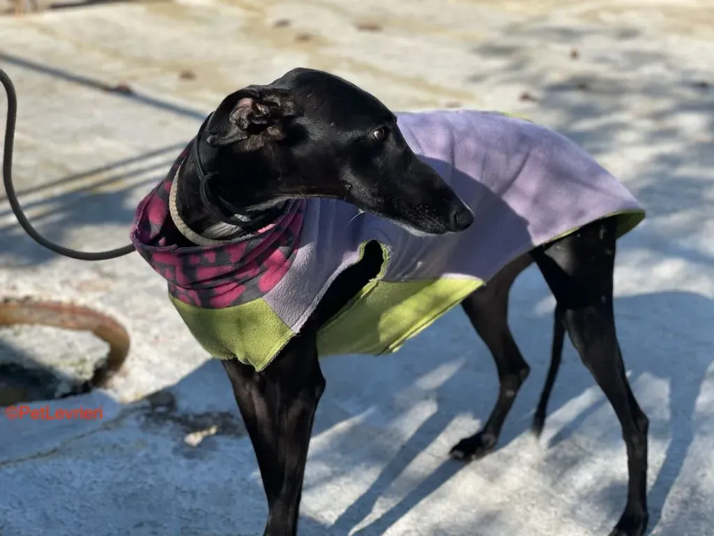 Alvin adozione levrieri galgo 3