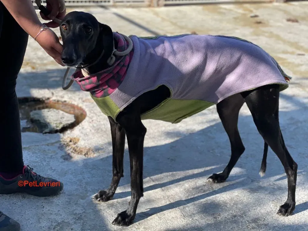 Alvin adozione levrieri galgo 4