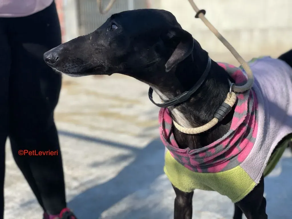 Alvin adozione levrieri galgo 5