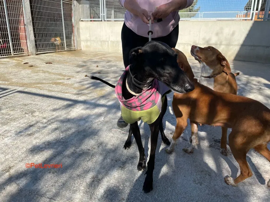 Alvin adozione levrieri galgo 6