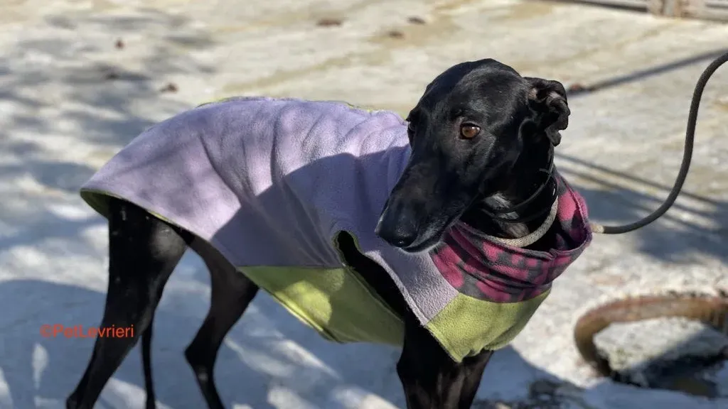 Alvin adozione levrieri galgo 7