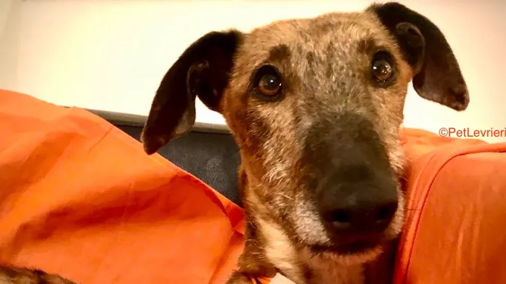 Alì adozione levrieri galgo 1 1