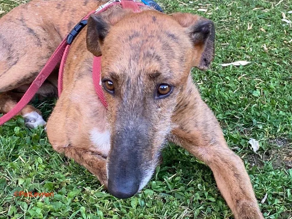 Alì adozione levrieri galgo 11