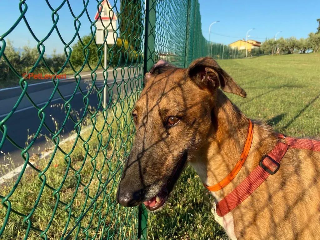 Alì adozione levrieri galgo 8