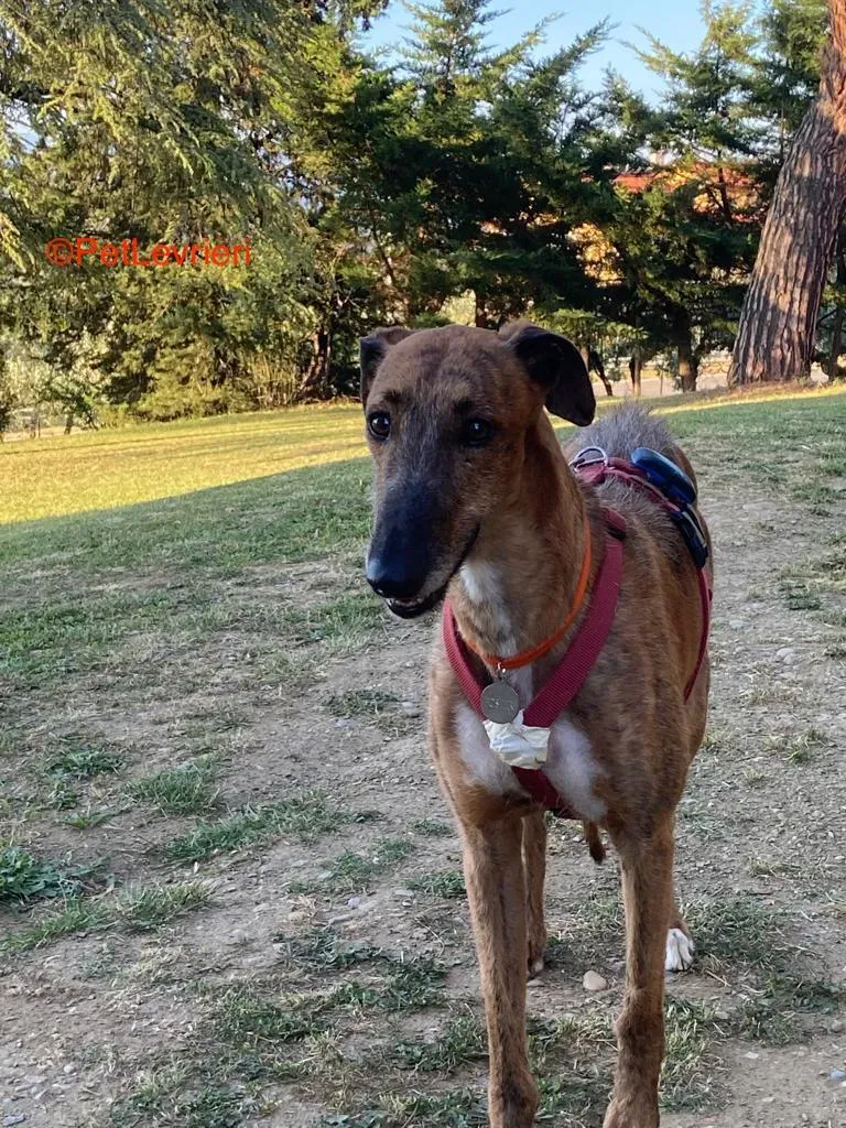 Alì adozione levrieri galgo 9