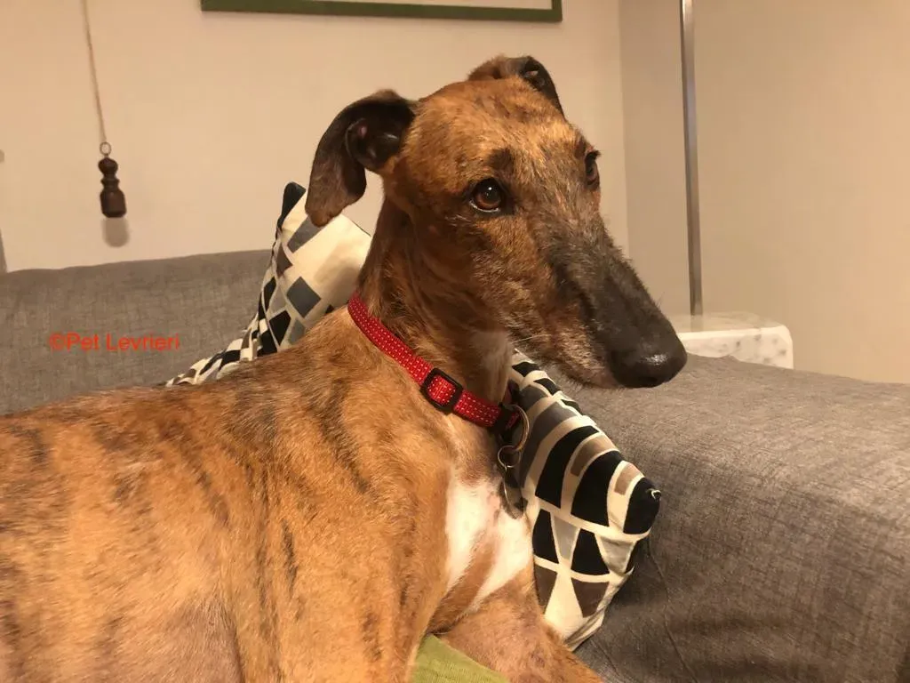 Alì adozione levrieri galgo 1