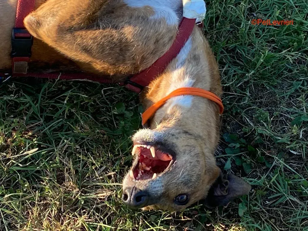 Alì adozione levrieri galgo 1