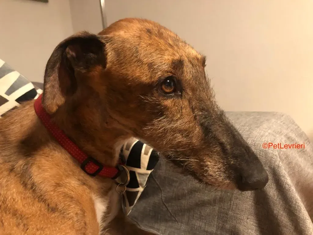 Alì adozione levrieri galgo 2